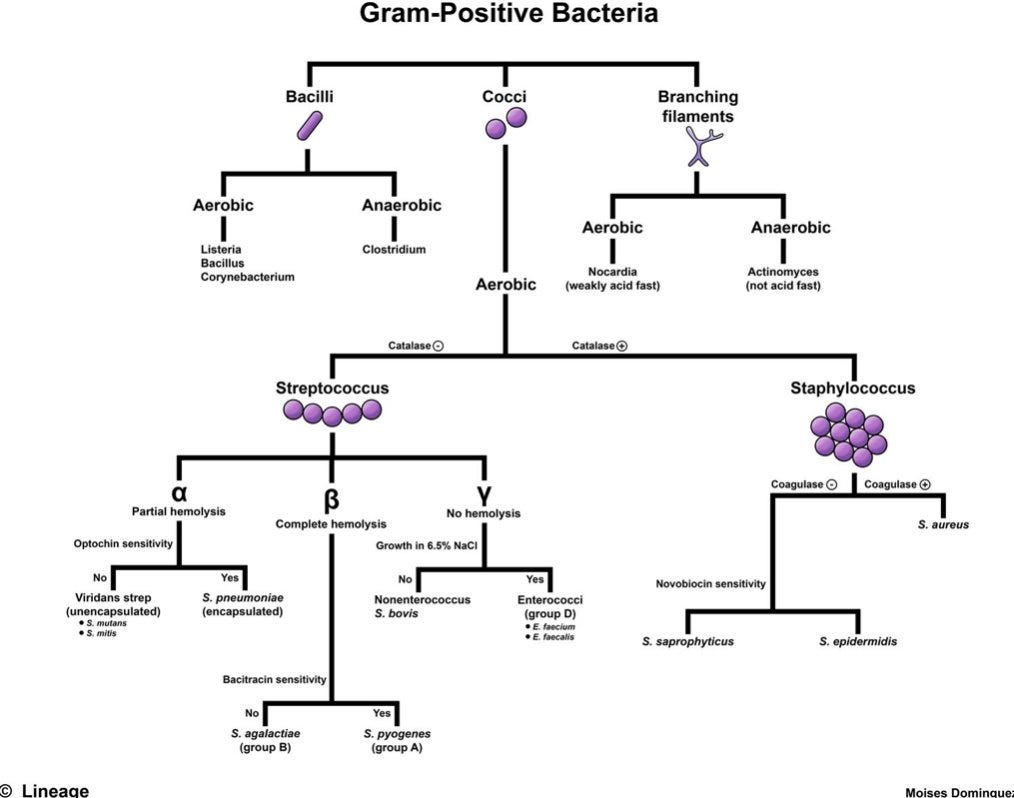 Gram Positive Bacteria Morphology 
