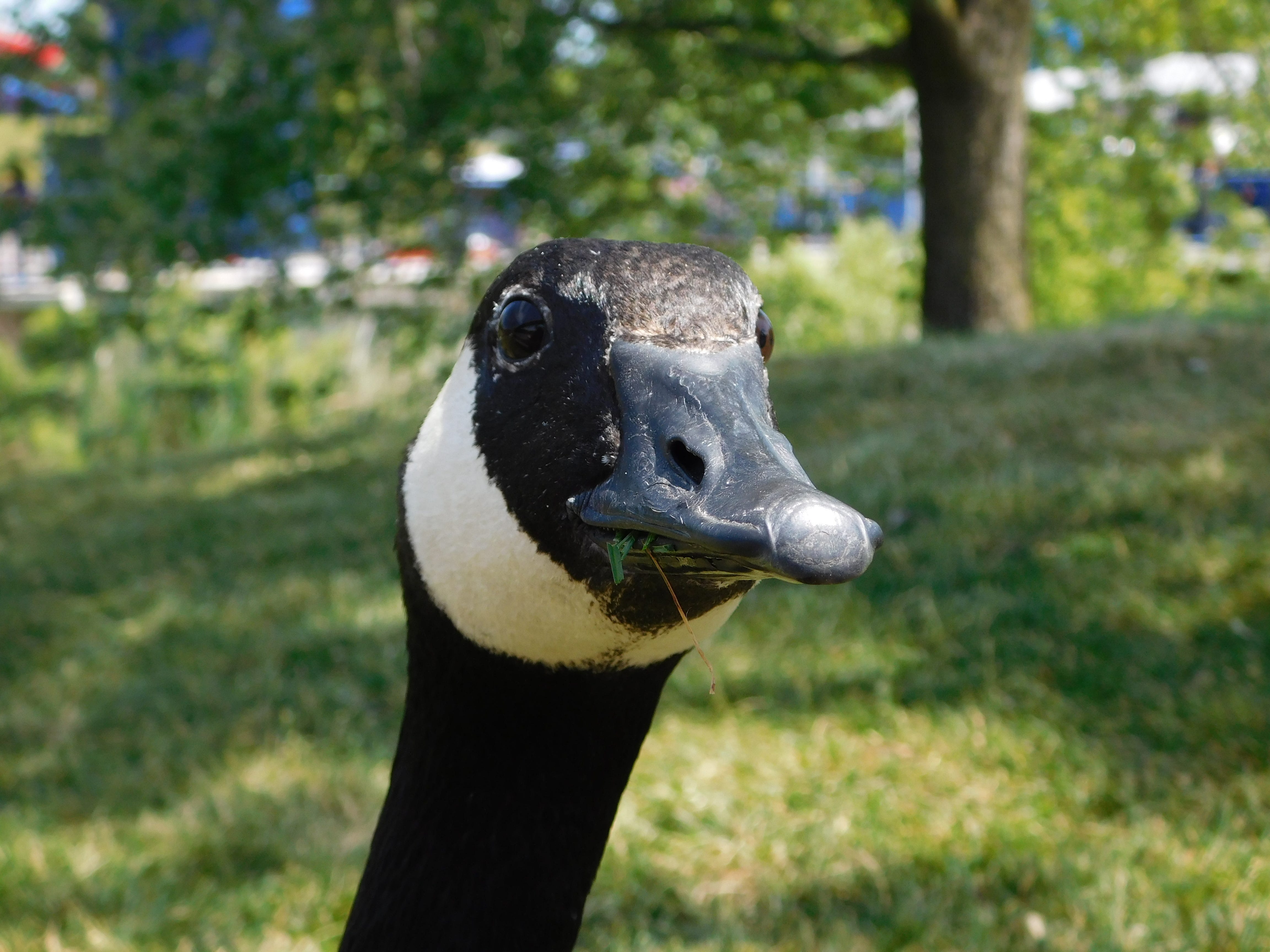 Canada goose top yahoo finance abr