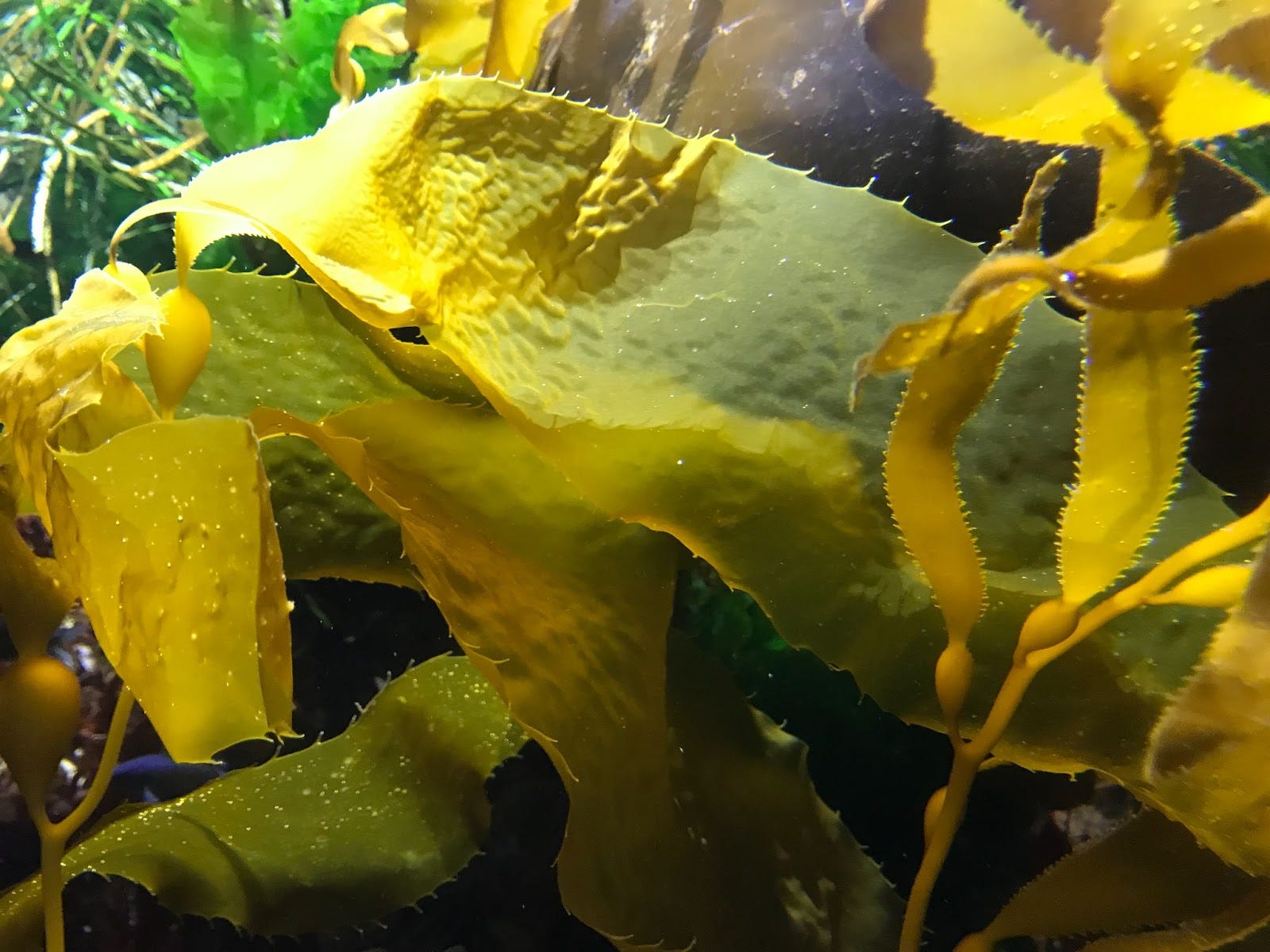 Living Ink: replacing petroleum pigment with algae | Material Factors