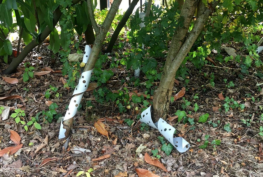 Tree Guards Part 1 Plastic