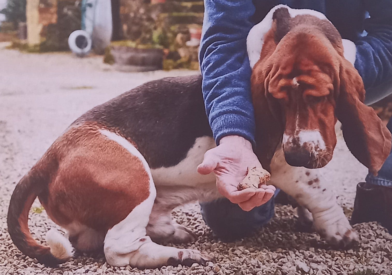 Feeding your doggie or their kitty by Julia Watson