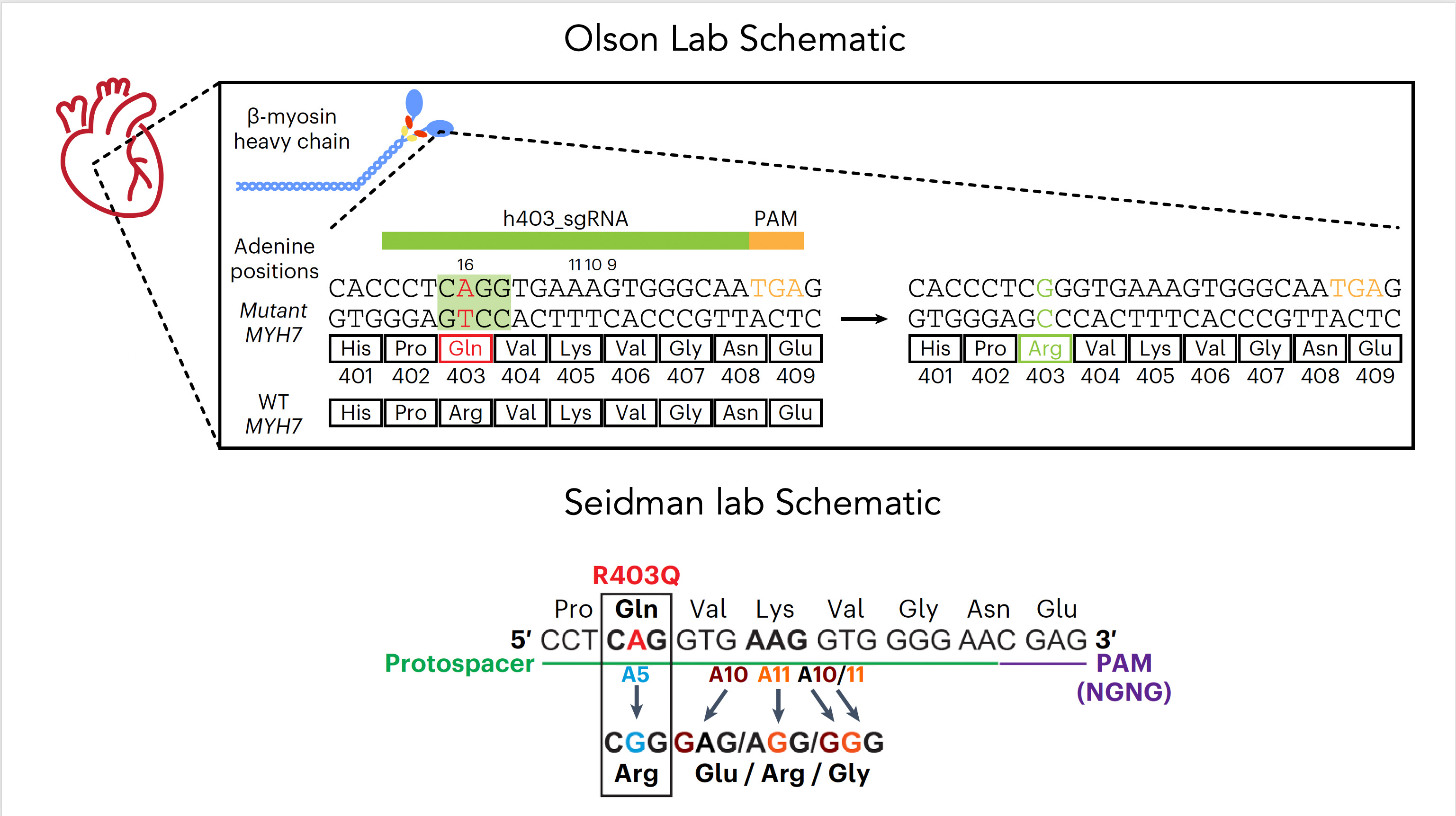 Towards genome editing cure of genetic heart diseases