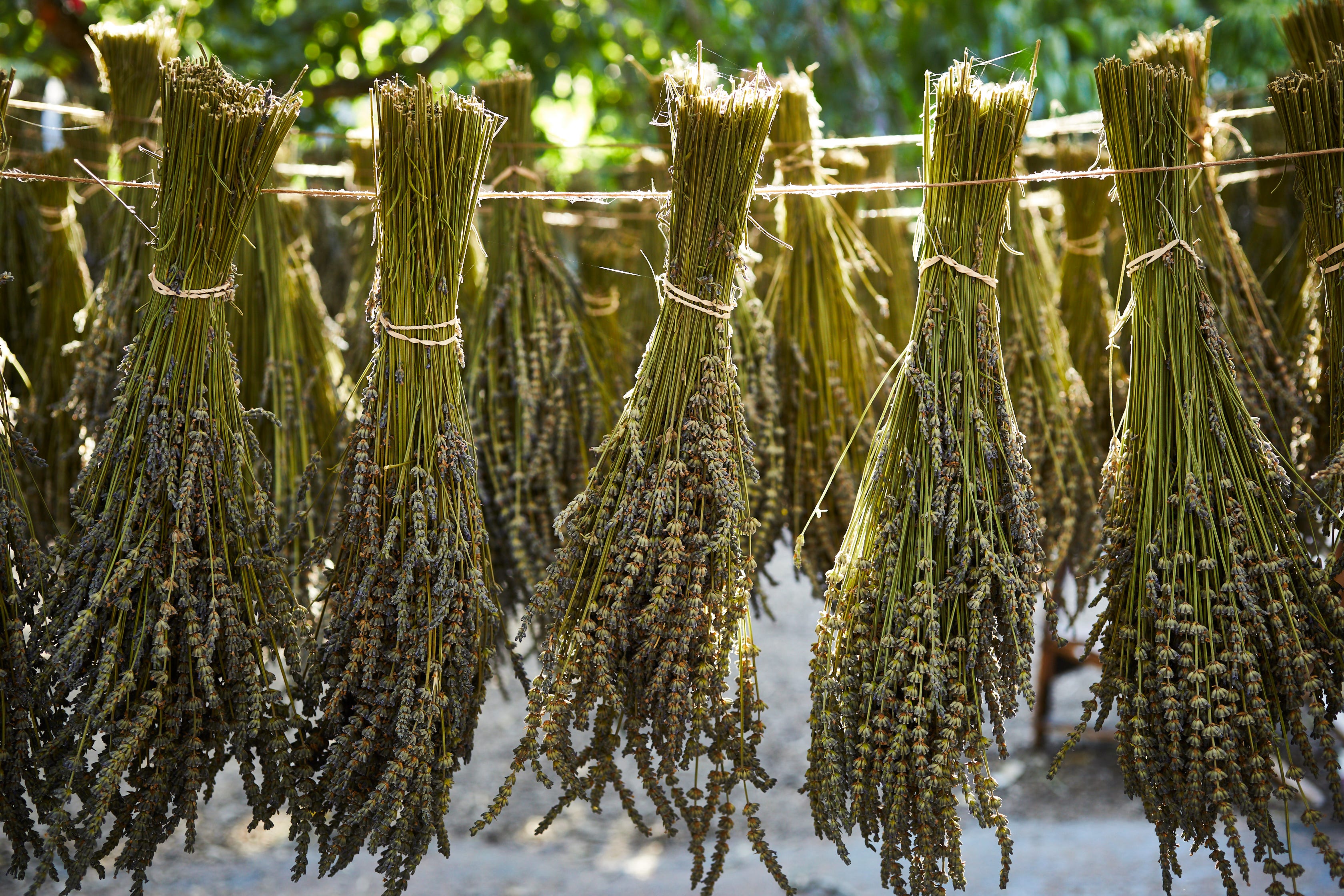 Lavender, Garden Cocktails & New Events