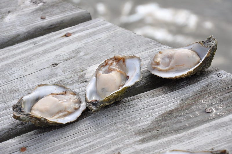 Eastern oyster by Boyce Upholt southlands