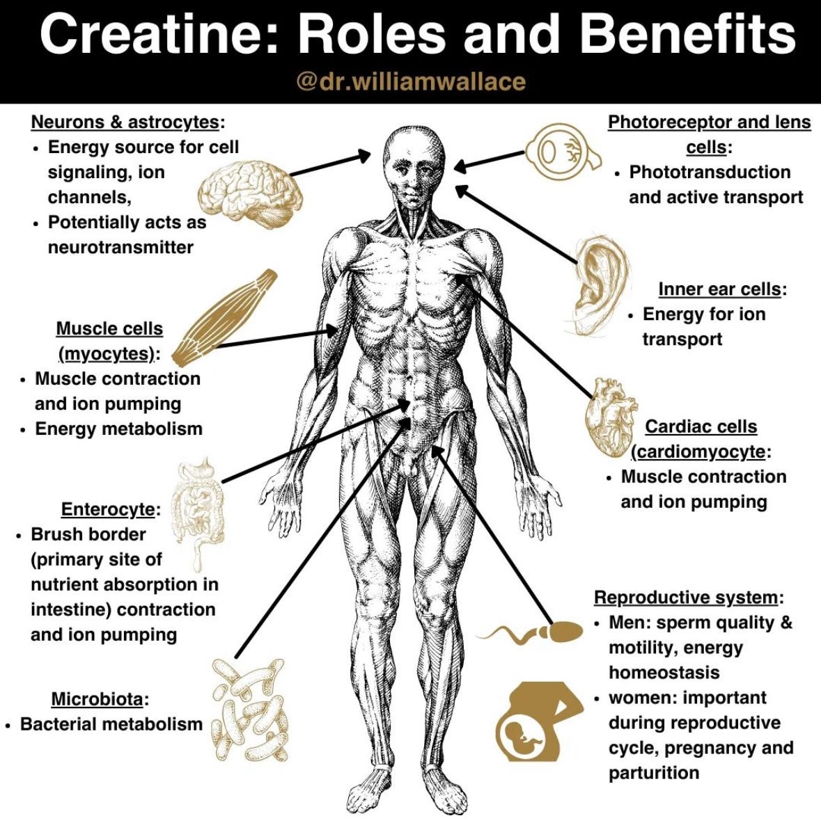 You Should Probably Be Taking Creatine - by David Lipman