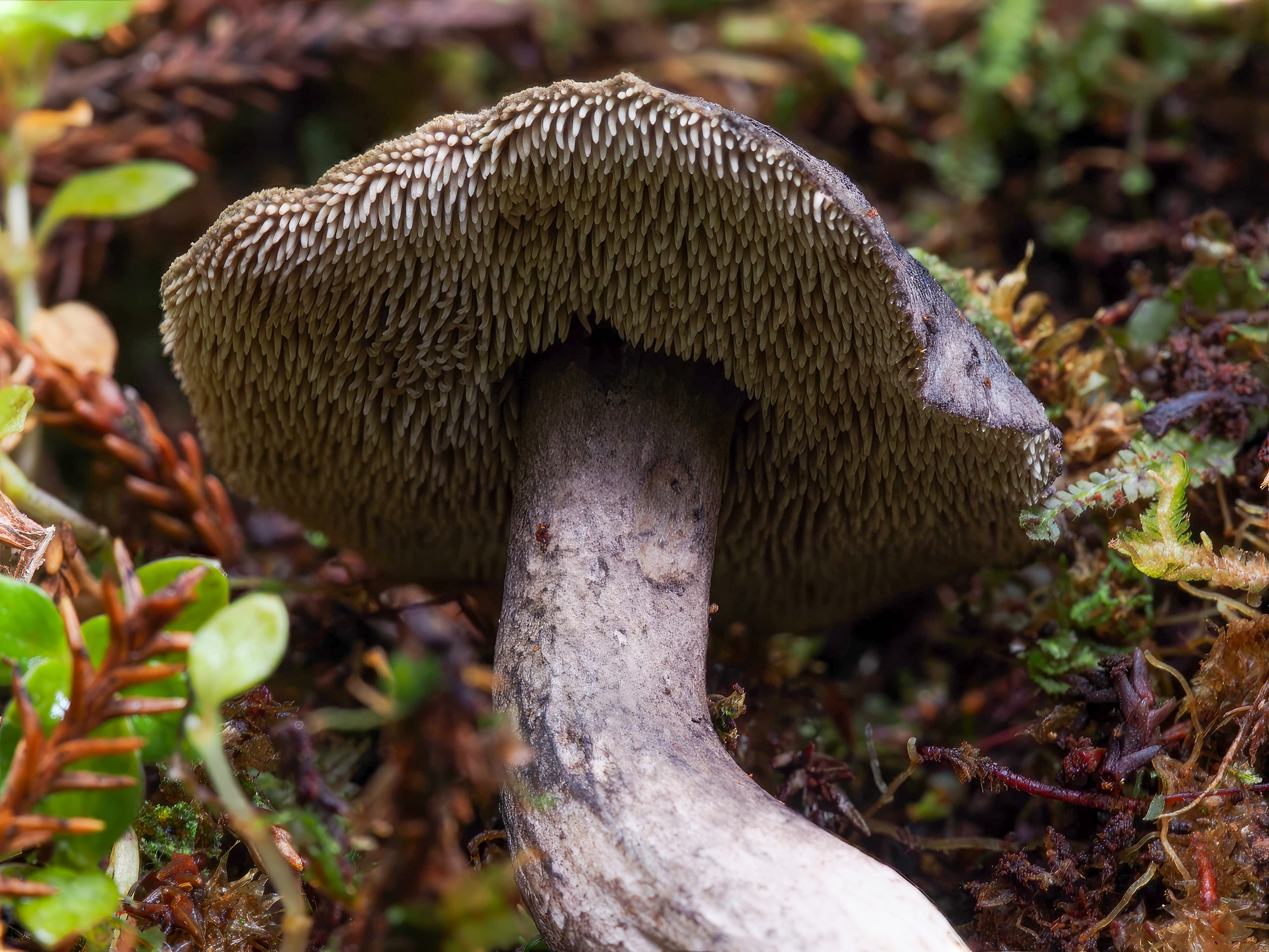 Fangs of the Forest: The Myriad Forms and Functions of Toothed Fungi