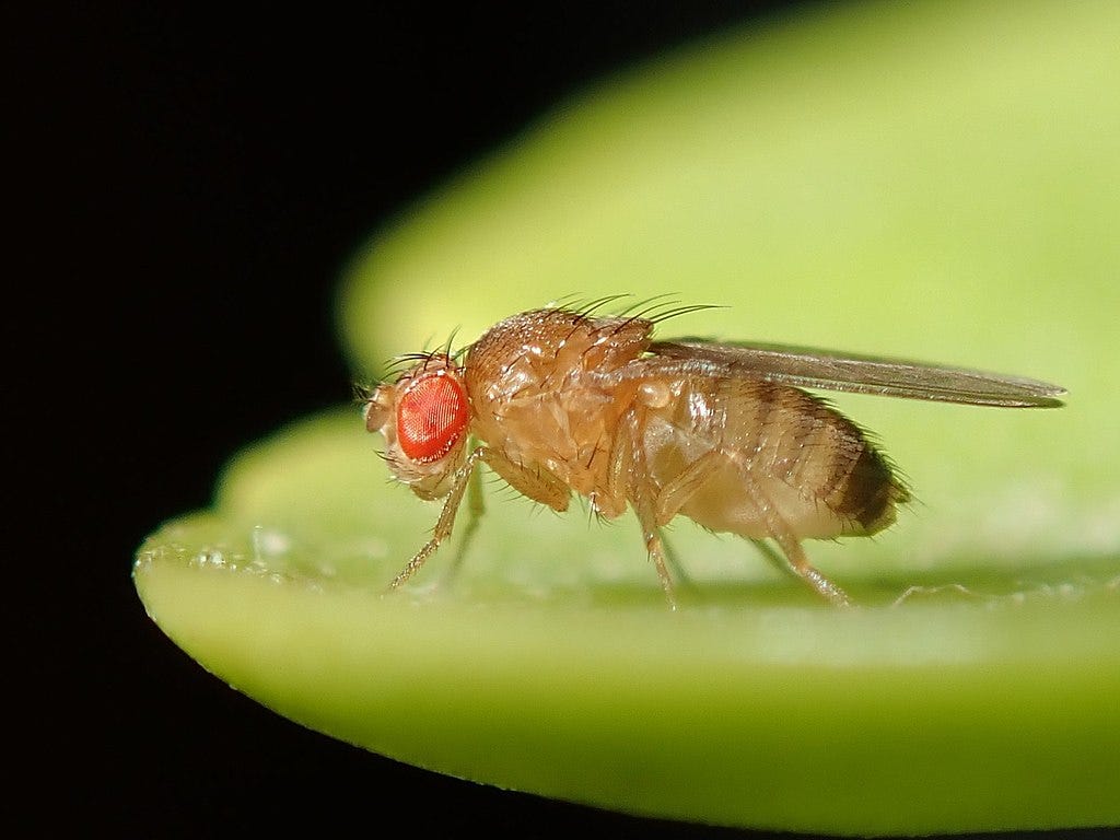The mystery of critical weight - by Ray - Insect Insight