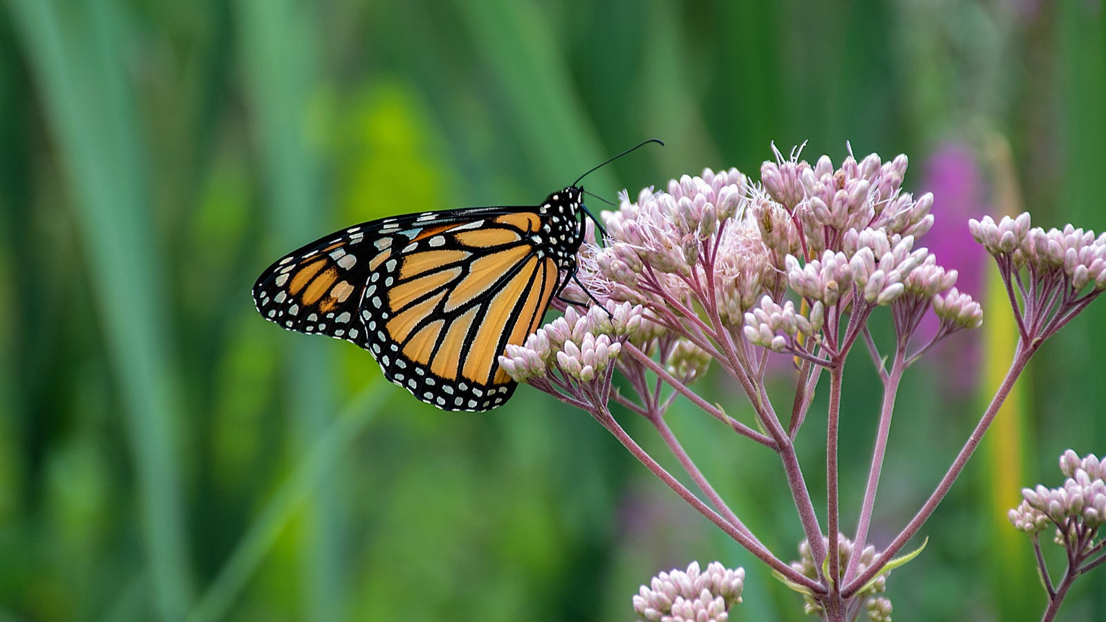 Animal SelfMedication with Plants by Cassandra Quave