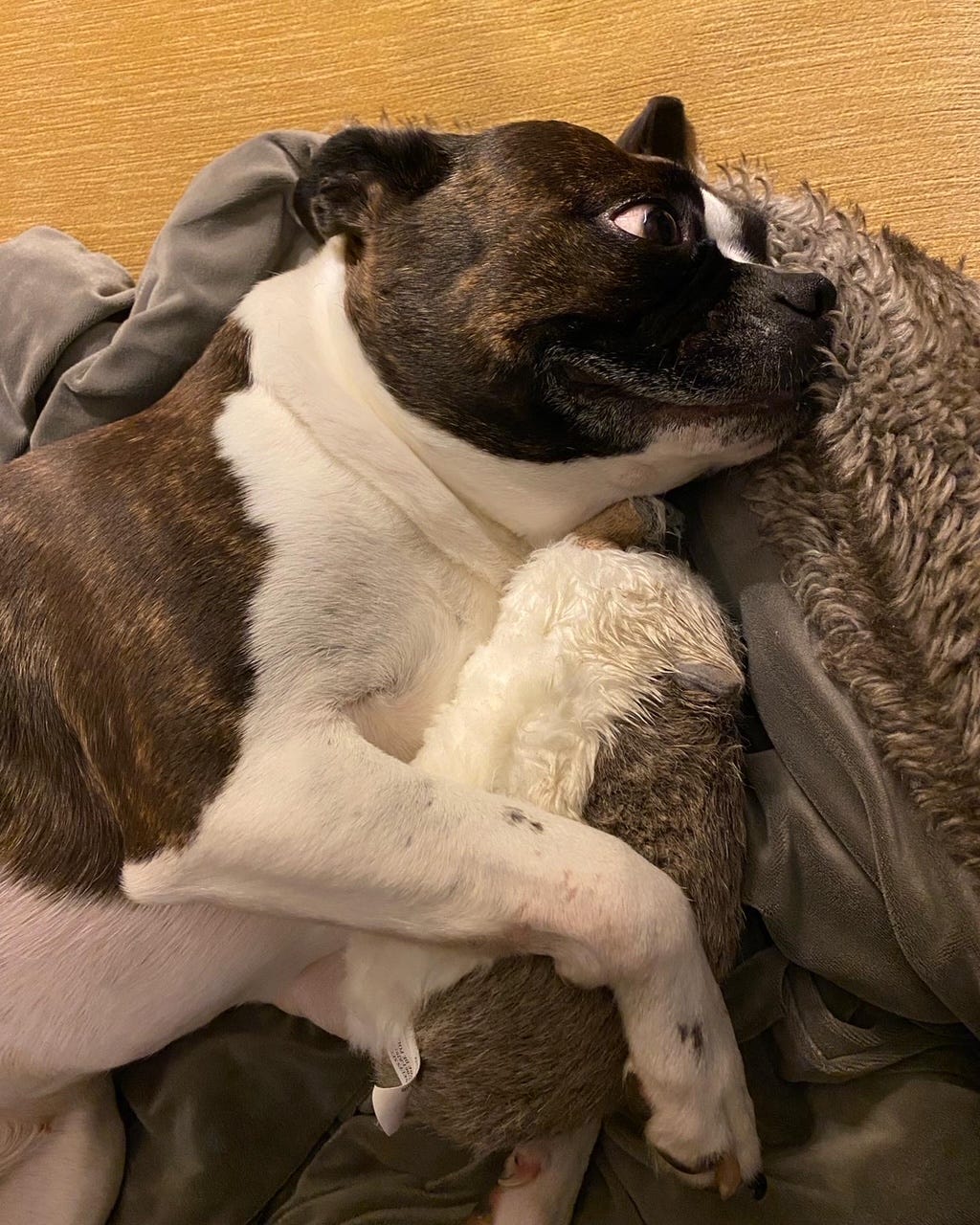 Sparks & Starts “During Lockdown, I Let the Dog Sleep in My Bed Again”