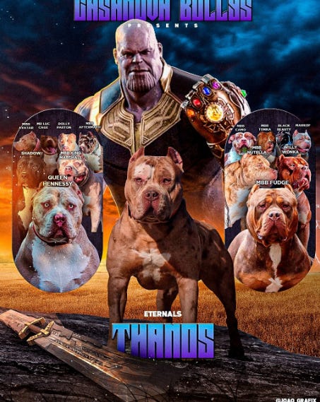 American shop bully kimbo