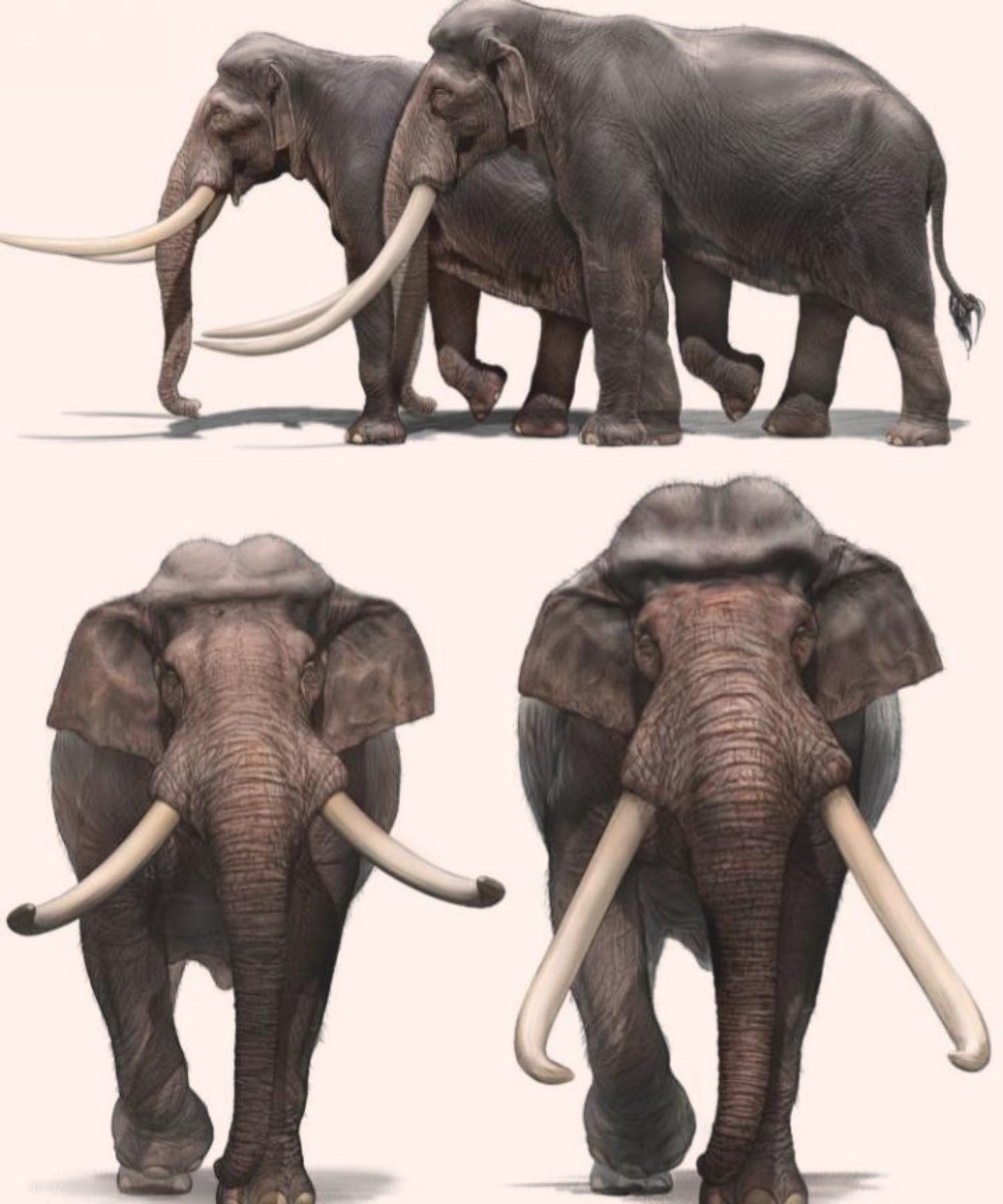 The Widespread Exploitation of Straight-Tusked Elephants by Neanderthals 