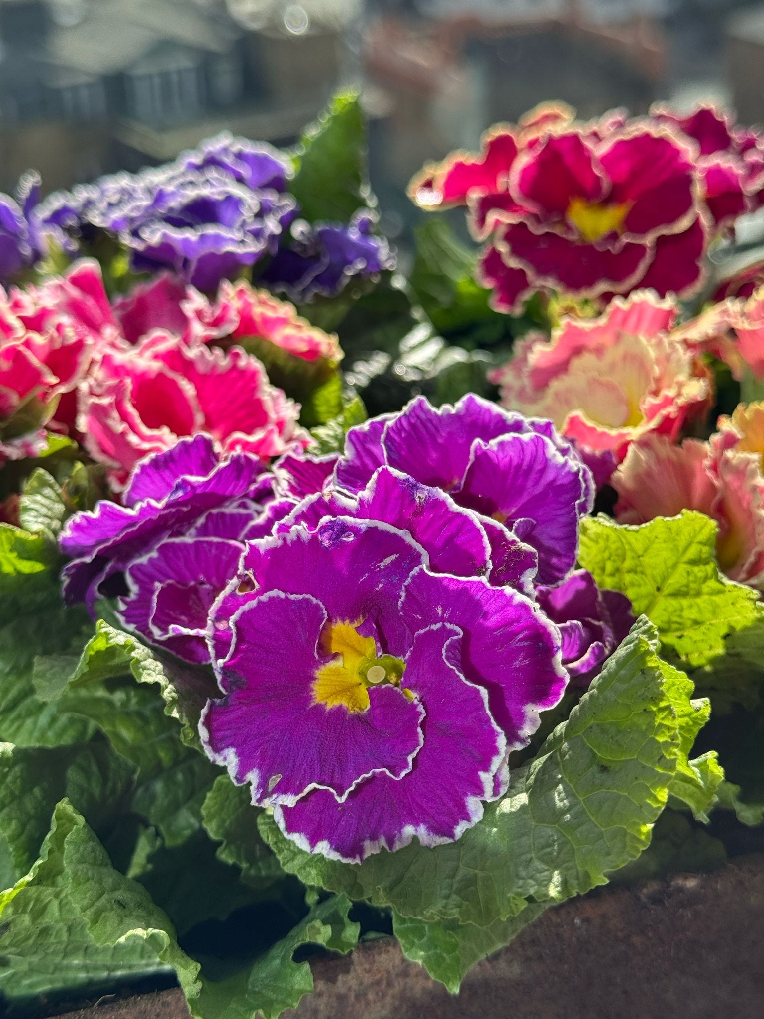 A new seed-raised Primrose to spice up winter plantings: Flamenco