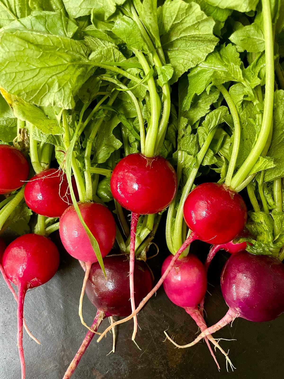 Radish red deals