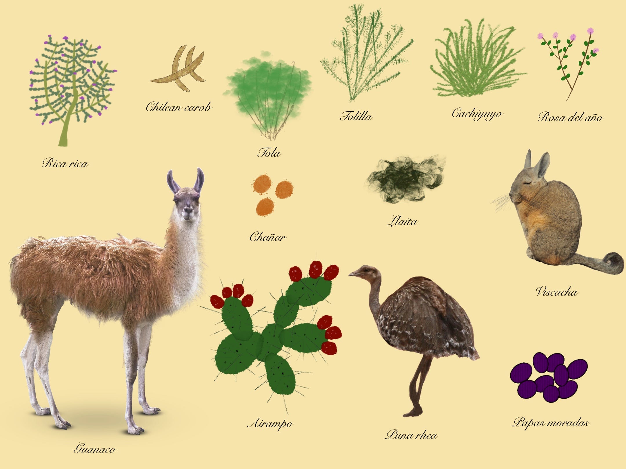 The Edible Plants of the Atacama Desert by Nicholas Gill