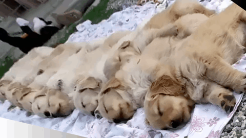 Kennel club 2025 golden retriever puppies