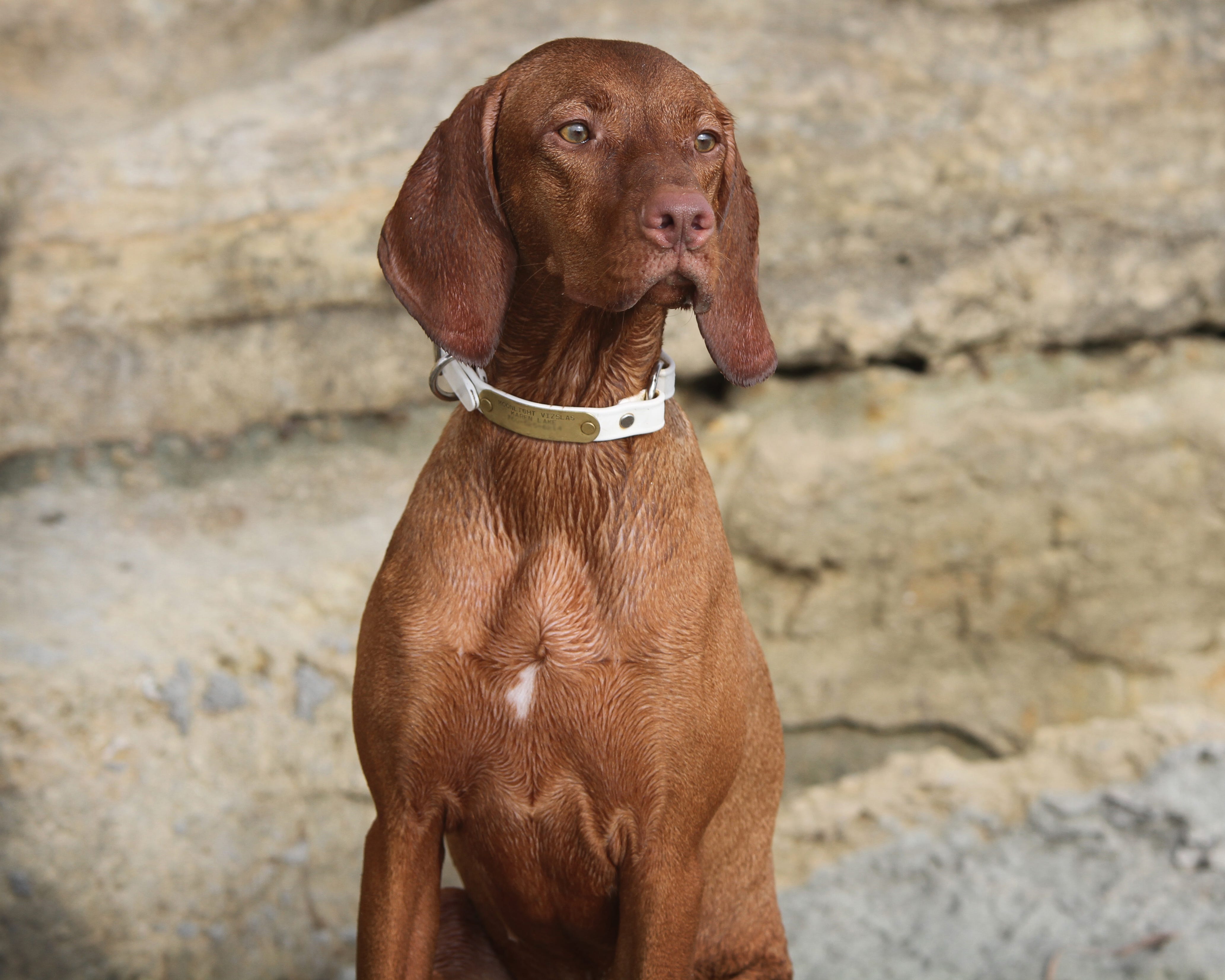 Moonlight vizslas top