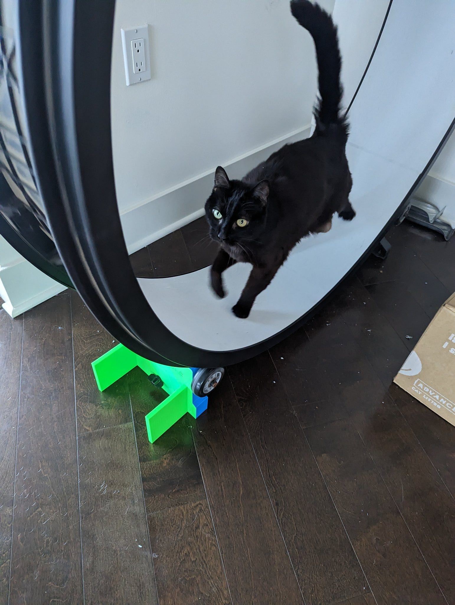 Cat wheel training sales