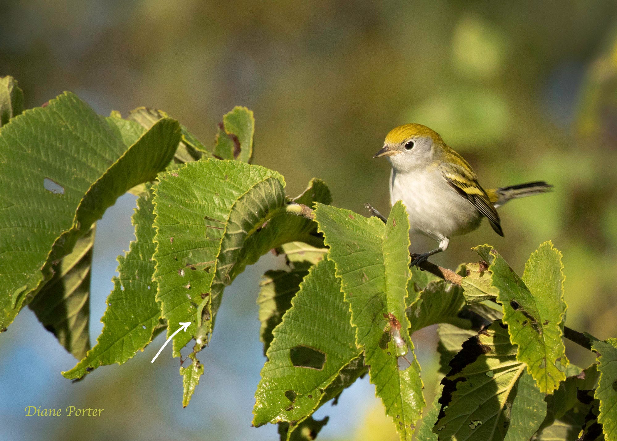 Grow those Caterpillars - by Diane Porter - My Gaia
