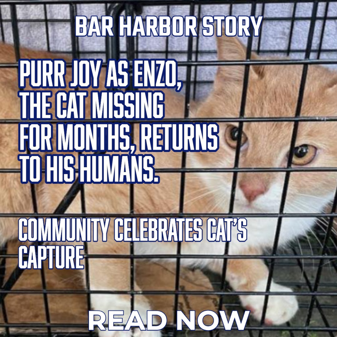 Cat behaving strange 2025 after going missing