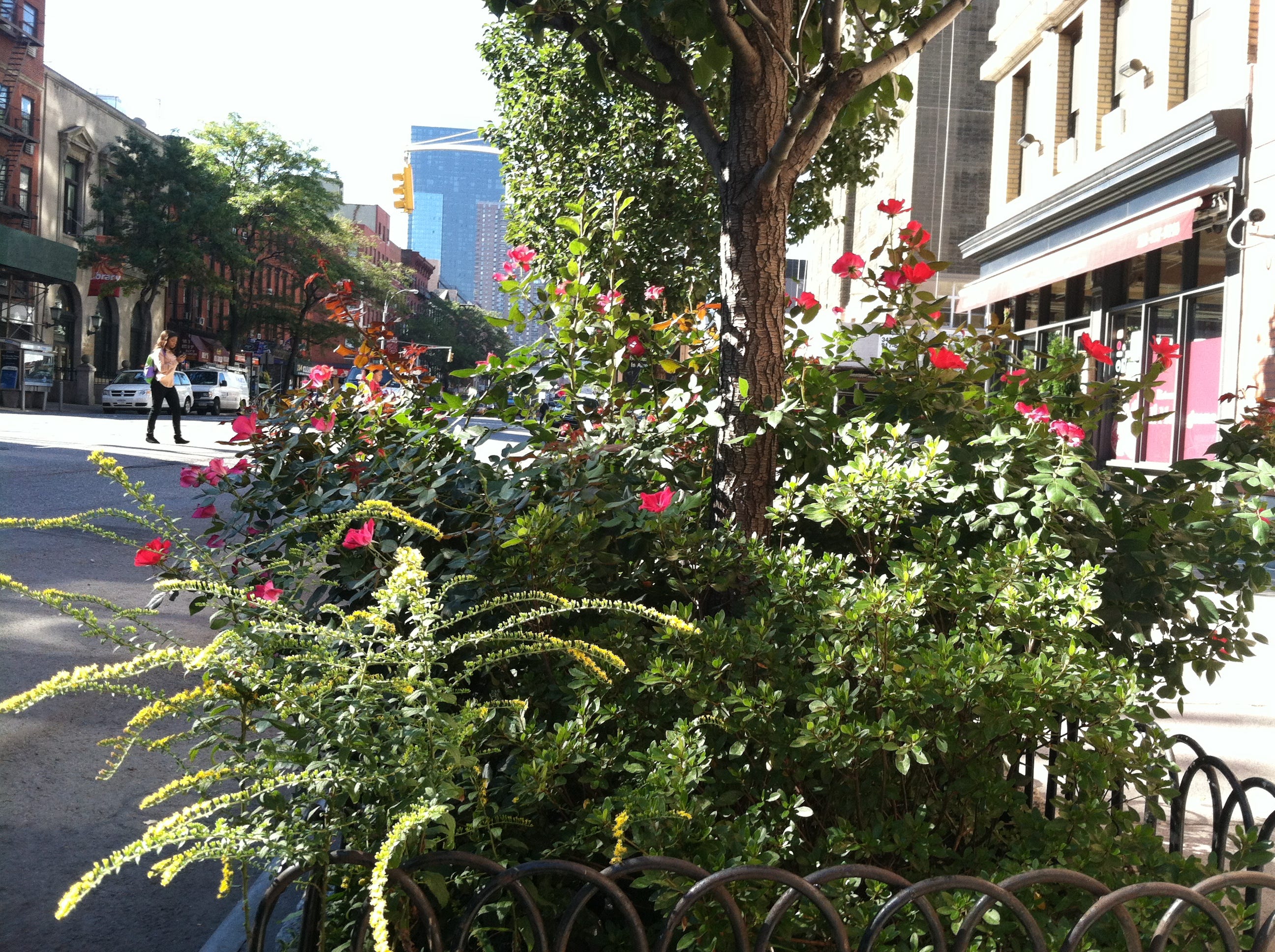 Dreaming of sidewalk gardens and pocket prairies