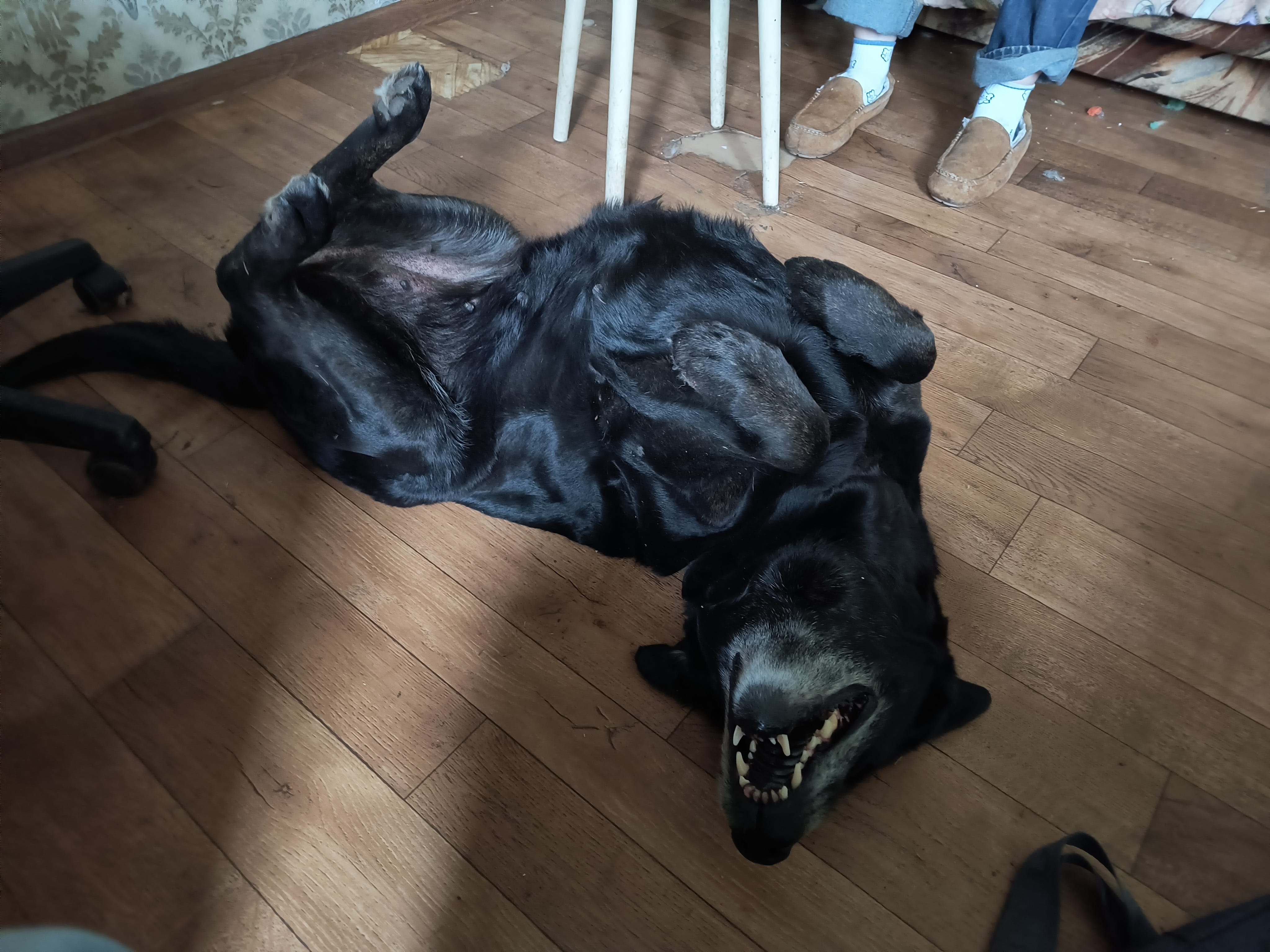 Answers to famous Russian riddles - Edward Slavsquat