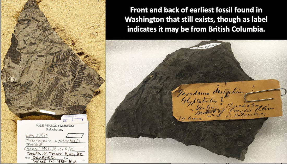 Finding Washington's First Fossils by David B. Williams