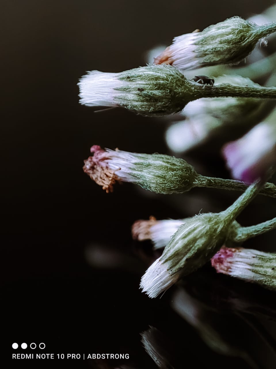 Macro Photography by Shutter Junkies SJ’s Newsletter