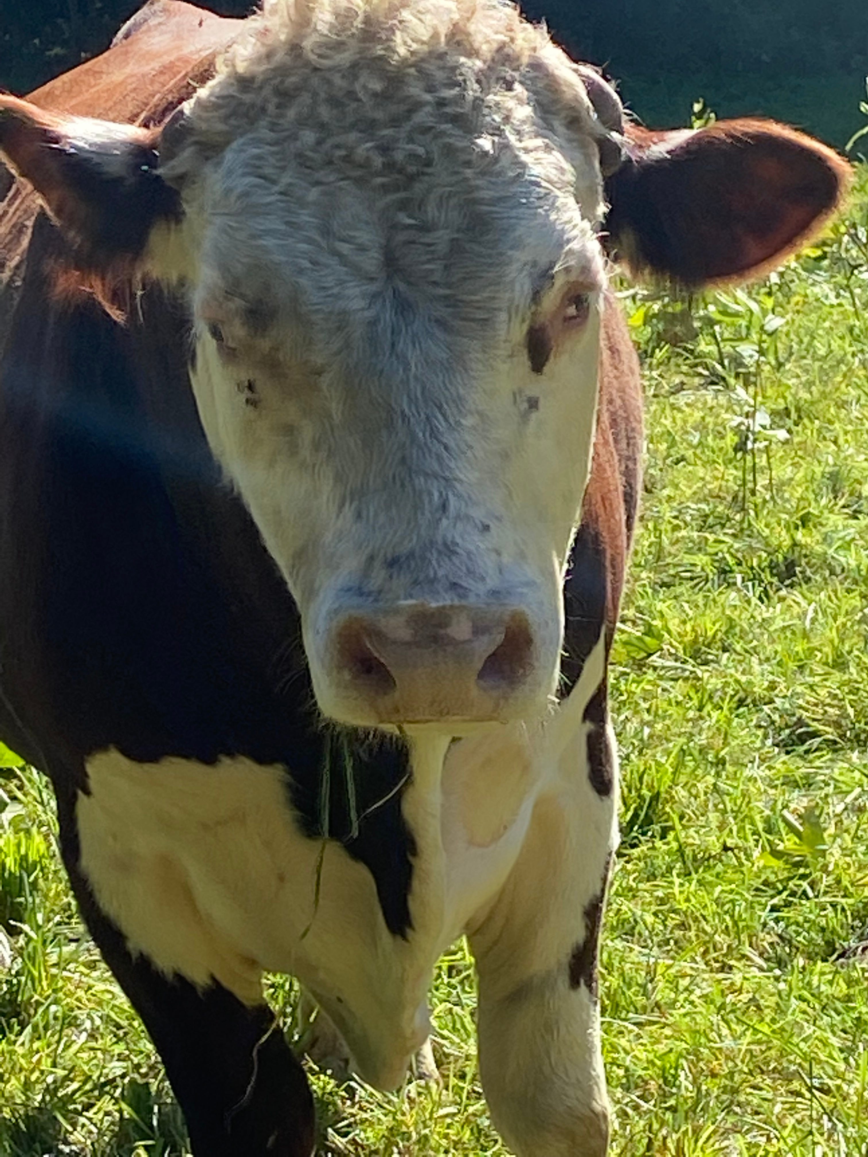 Really? by Blayney Colmore Blayney’s Substack