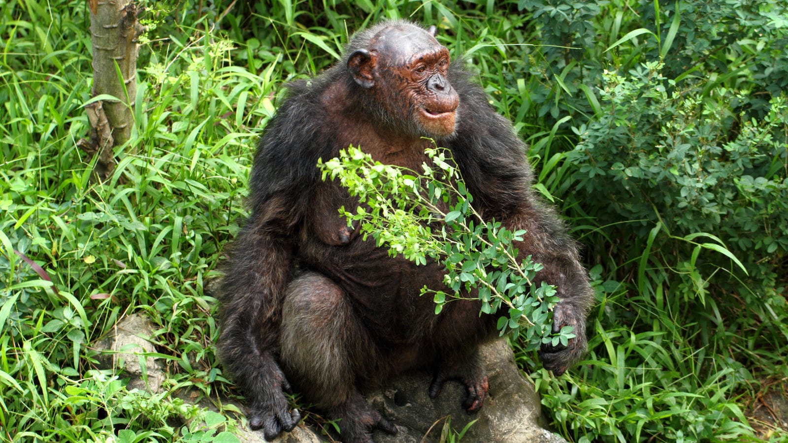 Animal SelfMedication with Plants by Cassandra Quave