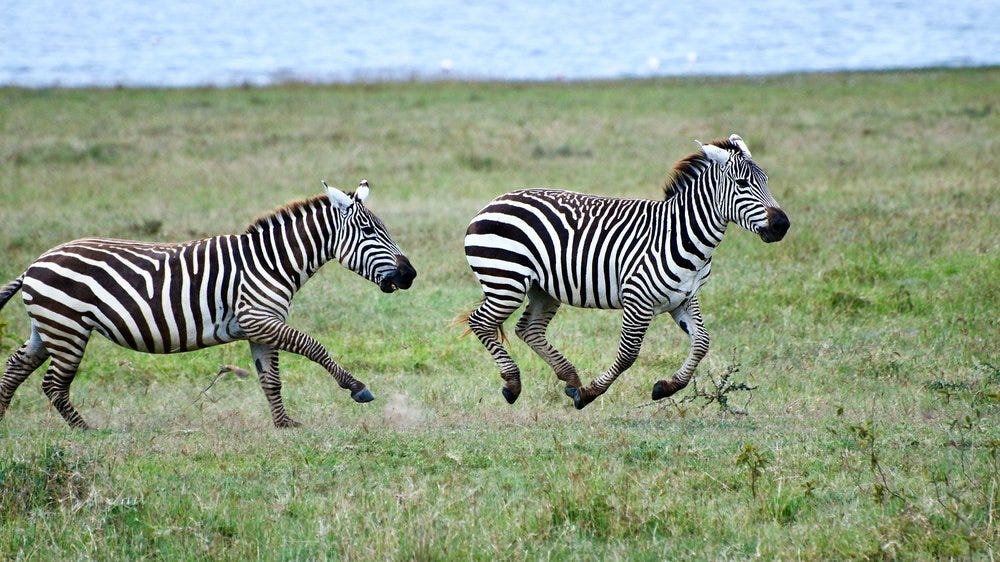 Zebras Don't Get Ulcers - The Meditating Mind