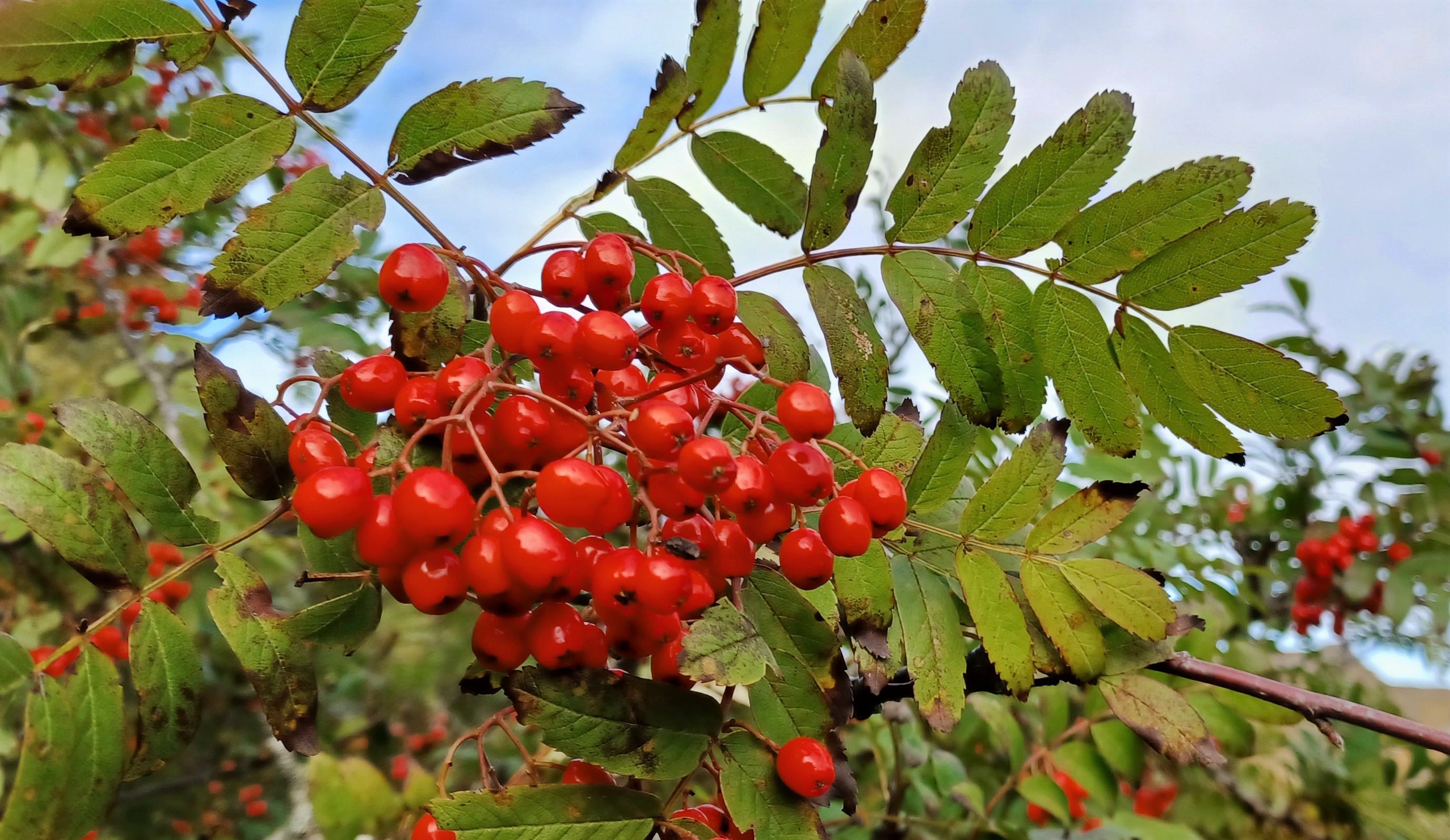 Sweet berries ready for two ghosts are no different than you online