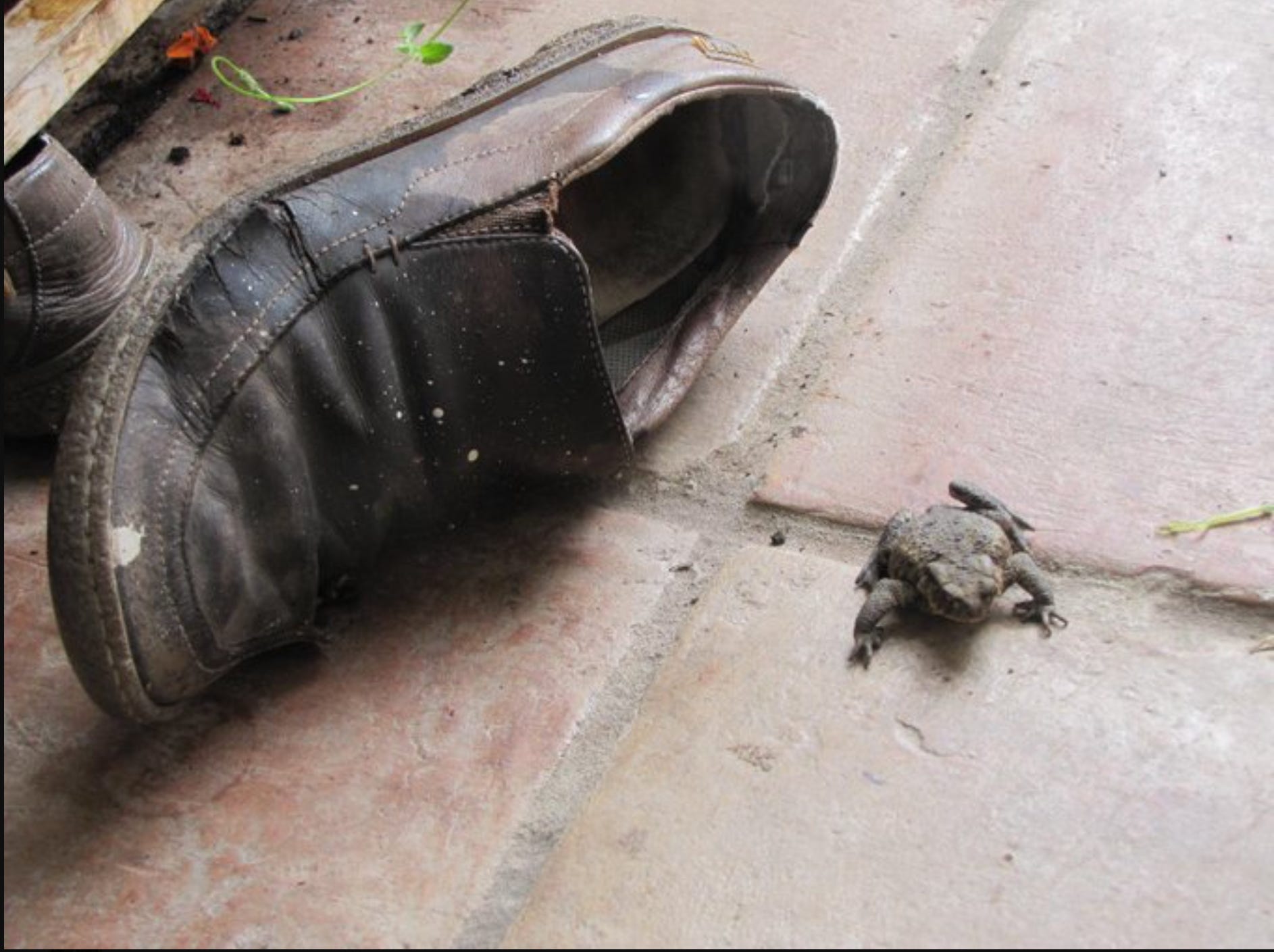 Toad discount footwear amazon
