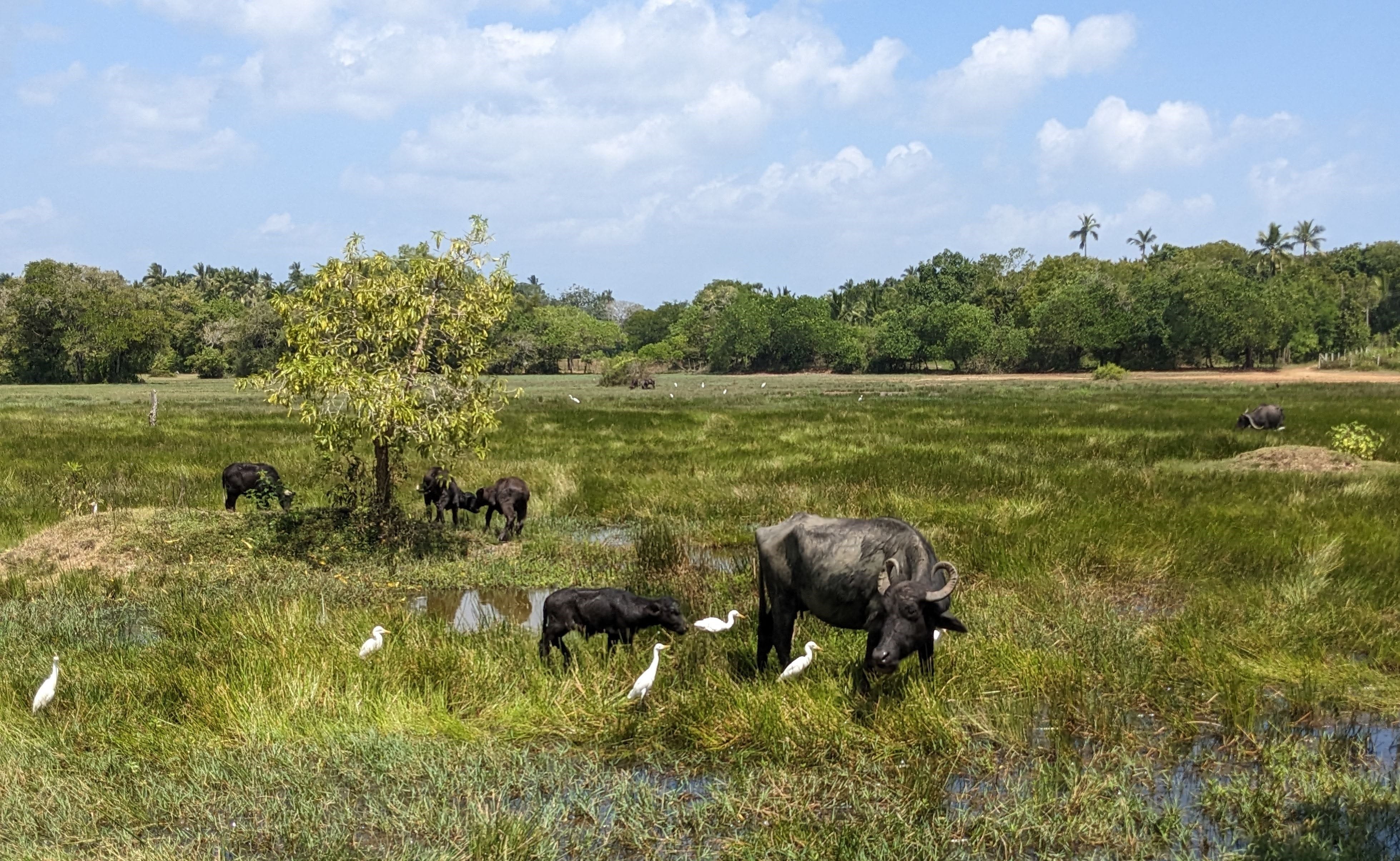 Balkan Ecology Project : Discovering the Tropics - Hambantota District ...