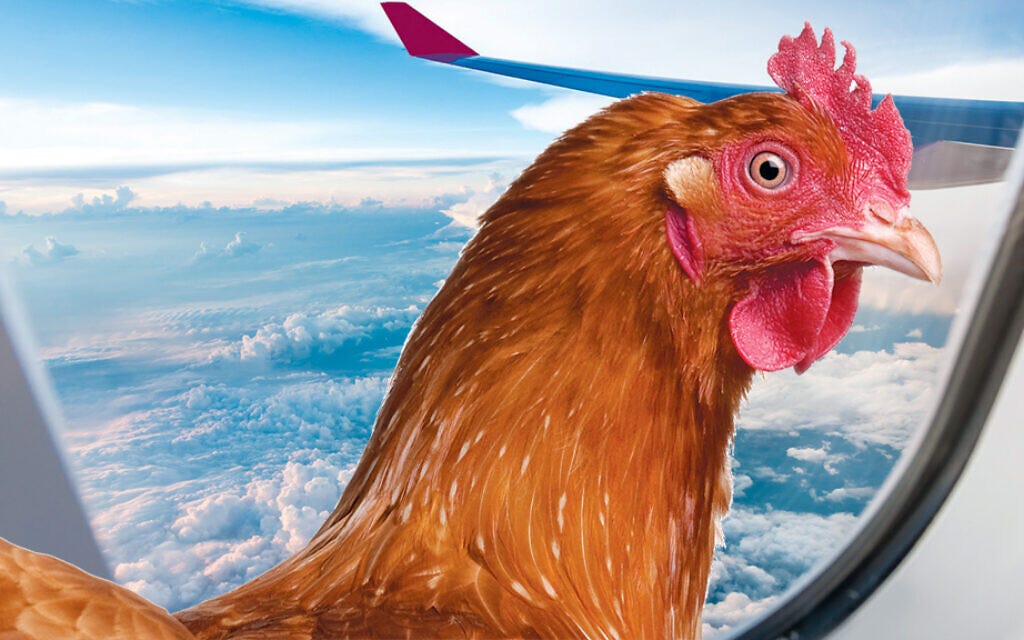 Why do chickens have wings but can't fly? by Alias