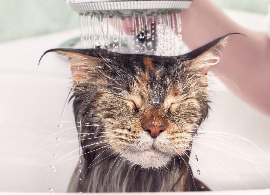 Dog detox bath top