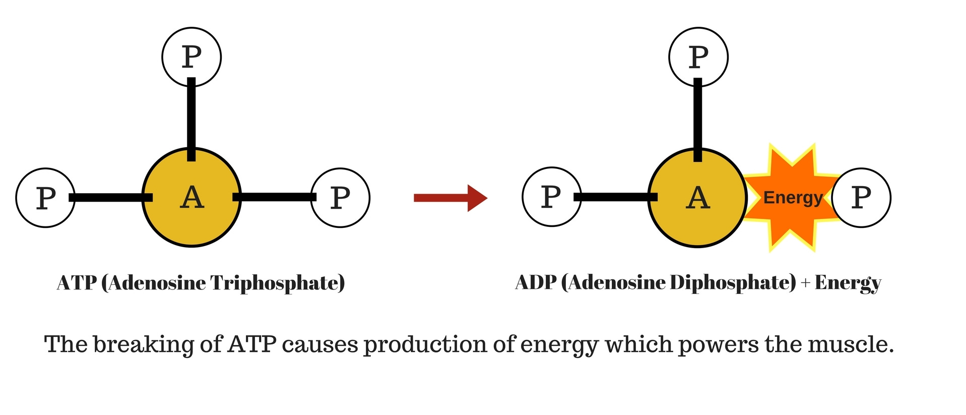 Creatine A Comprehensive Guide by Michael