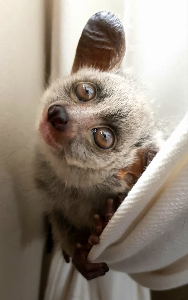 Bush baby pet for sale near me top