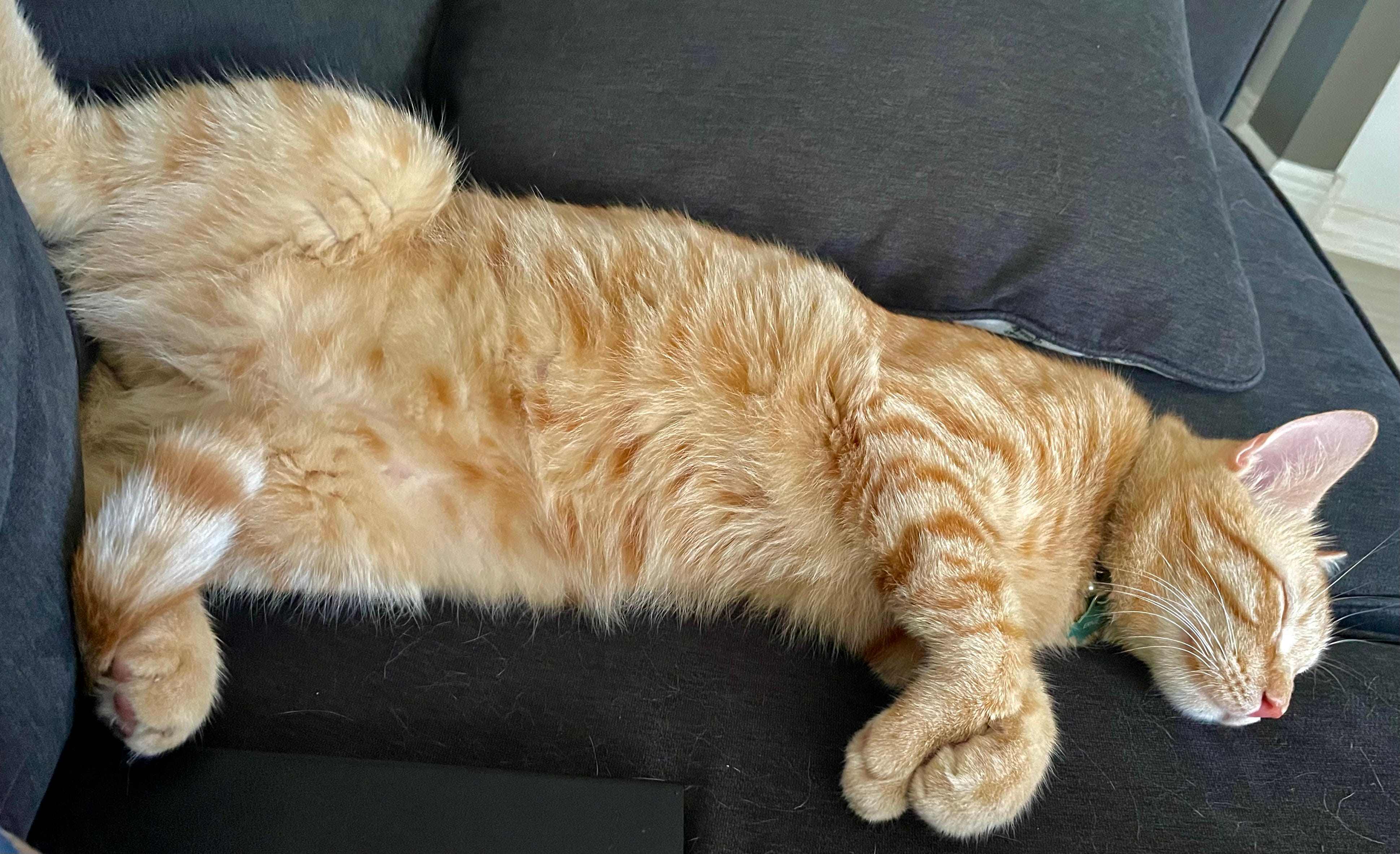 Crazy Orange Cats by Eric Fish DVM PhD