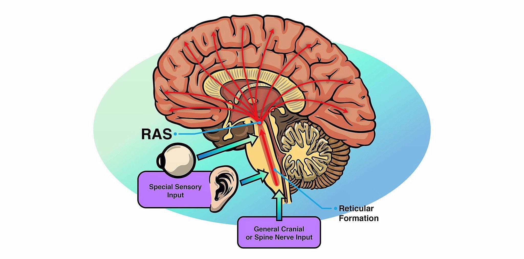 The Secret Radar in your Brain by Sharon Kay Baran