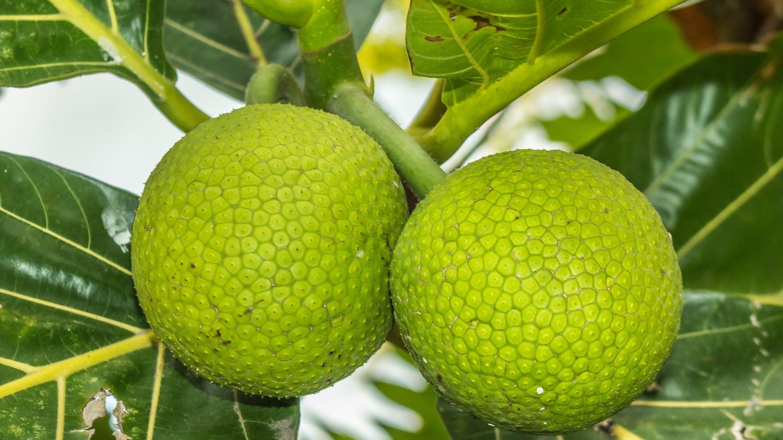 The incredible edible & medicinal breadfruit!