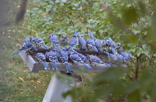 All about outlet blue jays
