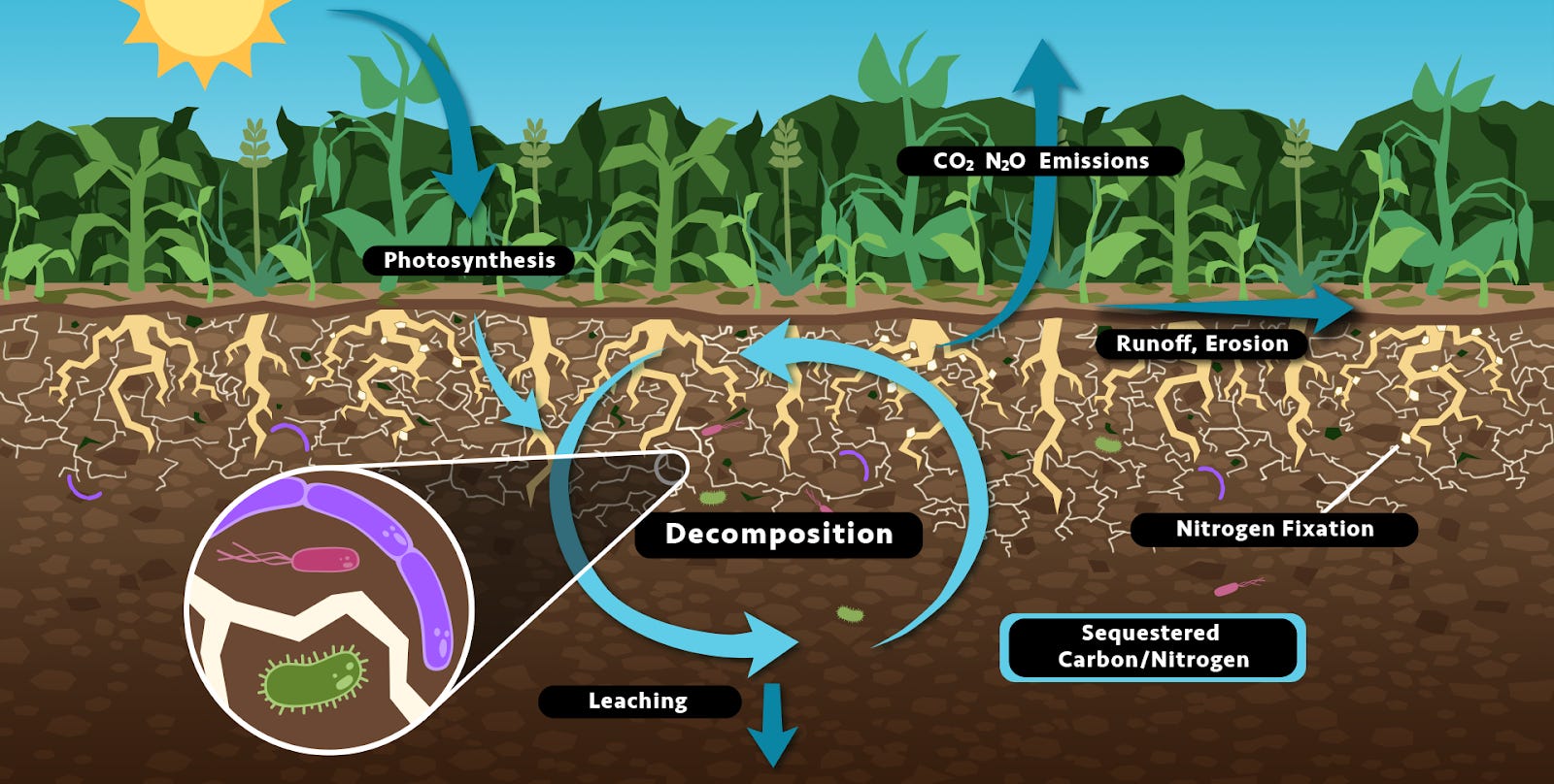 Why You Should Grow Cover Crops