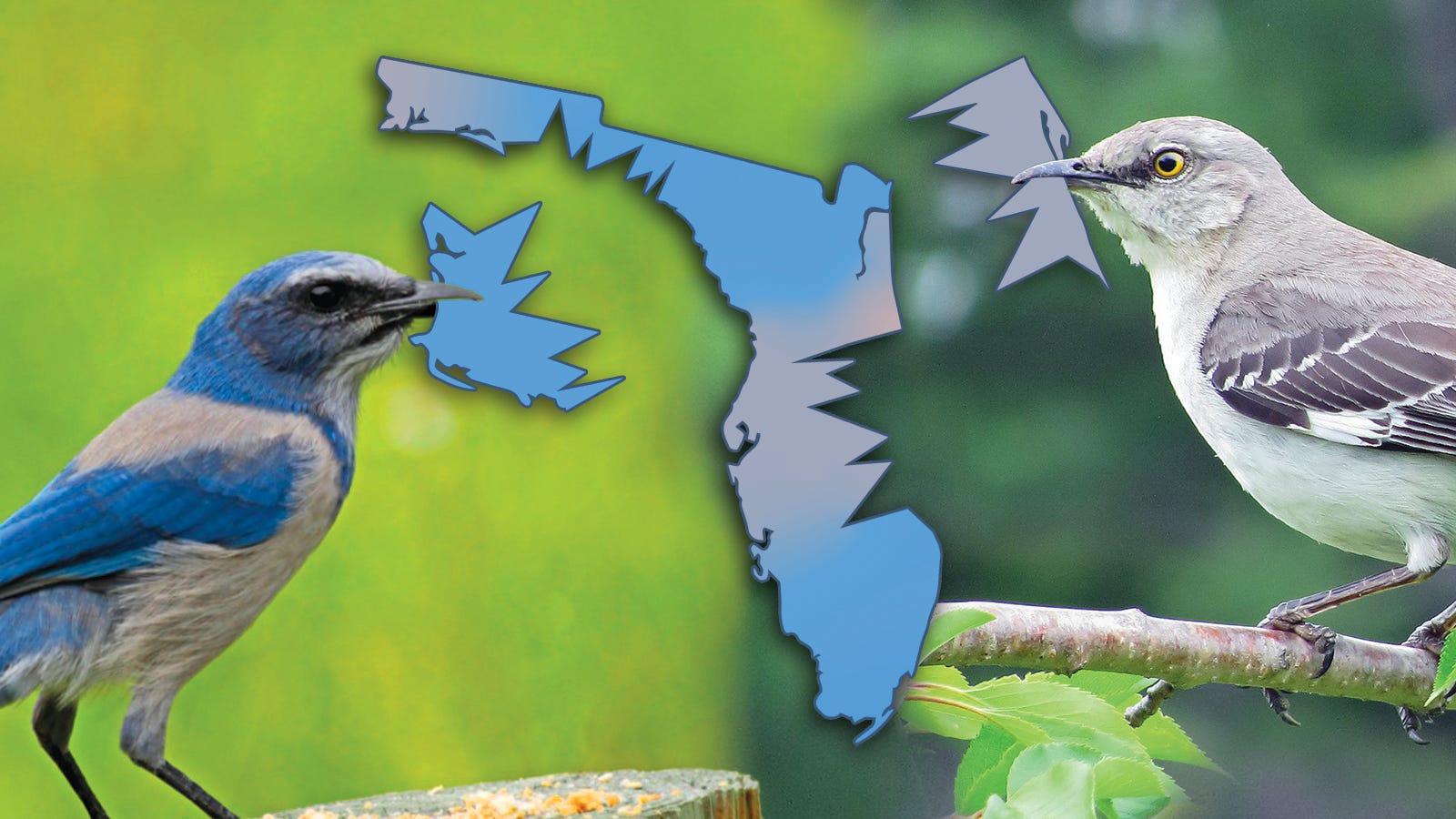 The Strange, Scandalous Fight Over Florida's State Bird