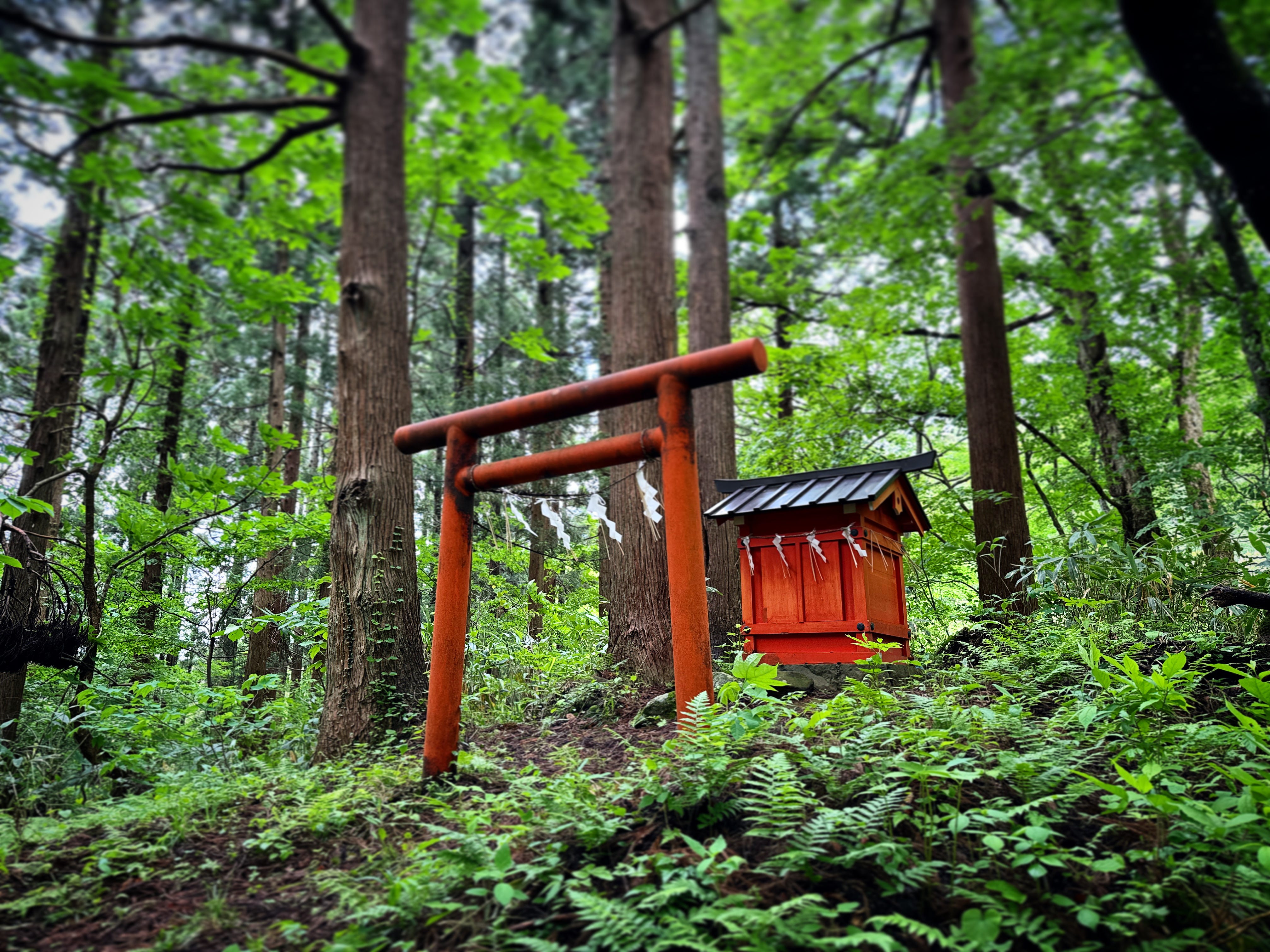 The mystical mountain men of Japan - Tim Bunting