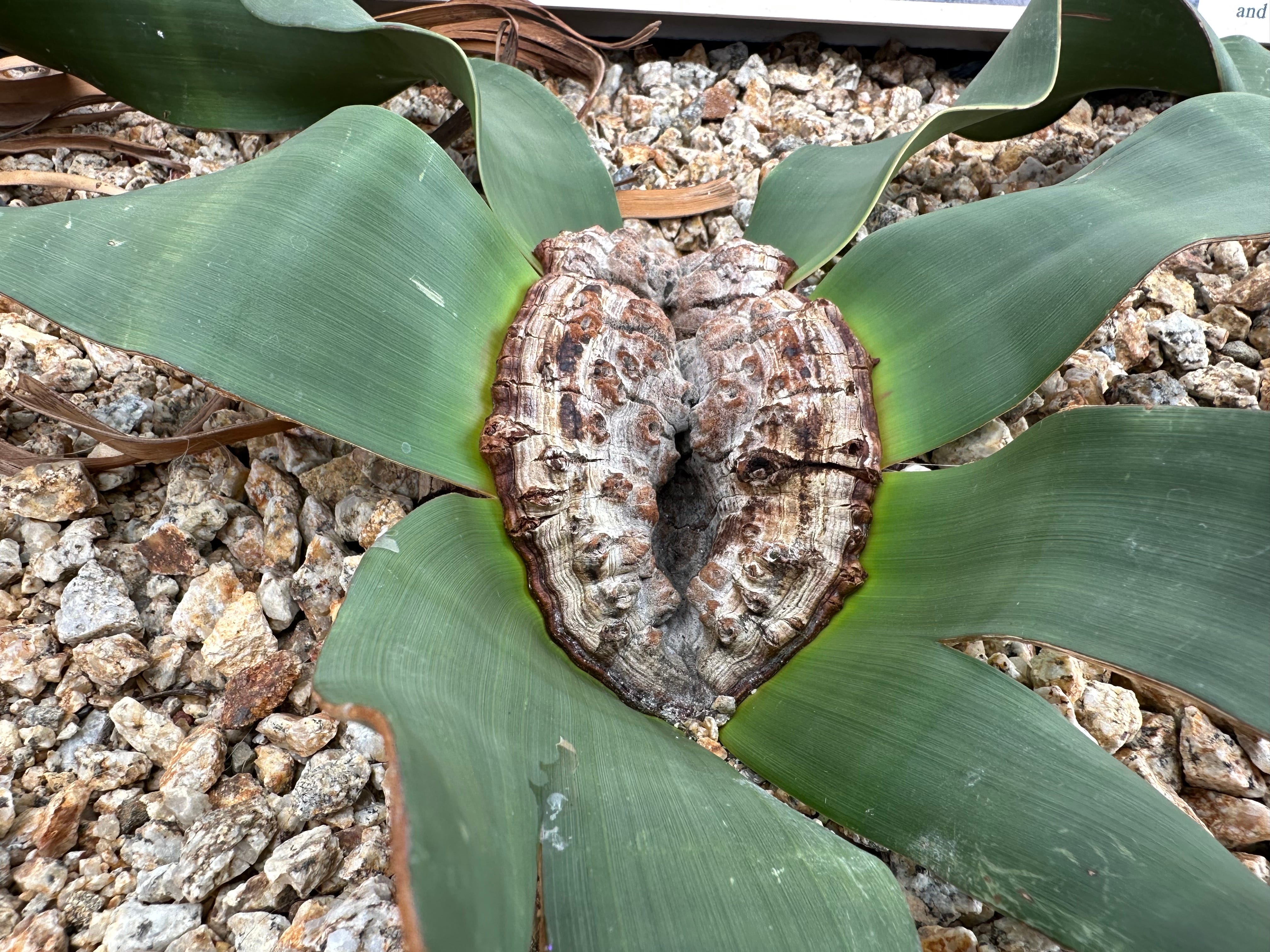 2000 Seconds with Welwitschia mirabilis