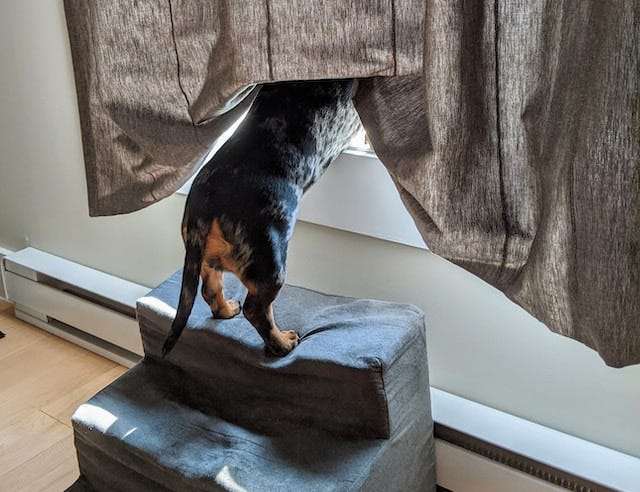 Dog wipes bum after poop top