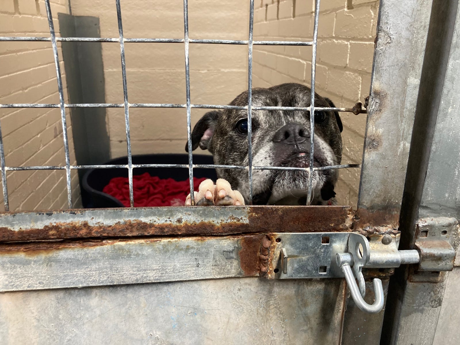 Pitbull cages and kennels online