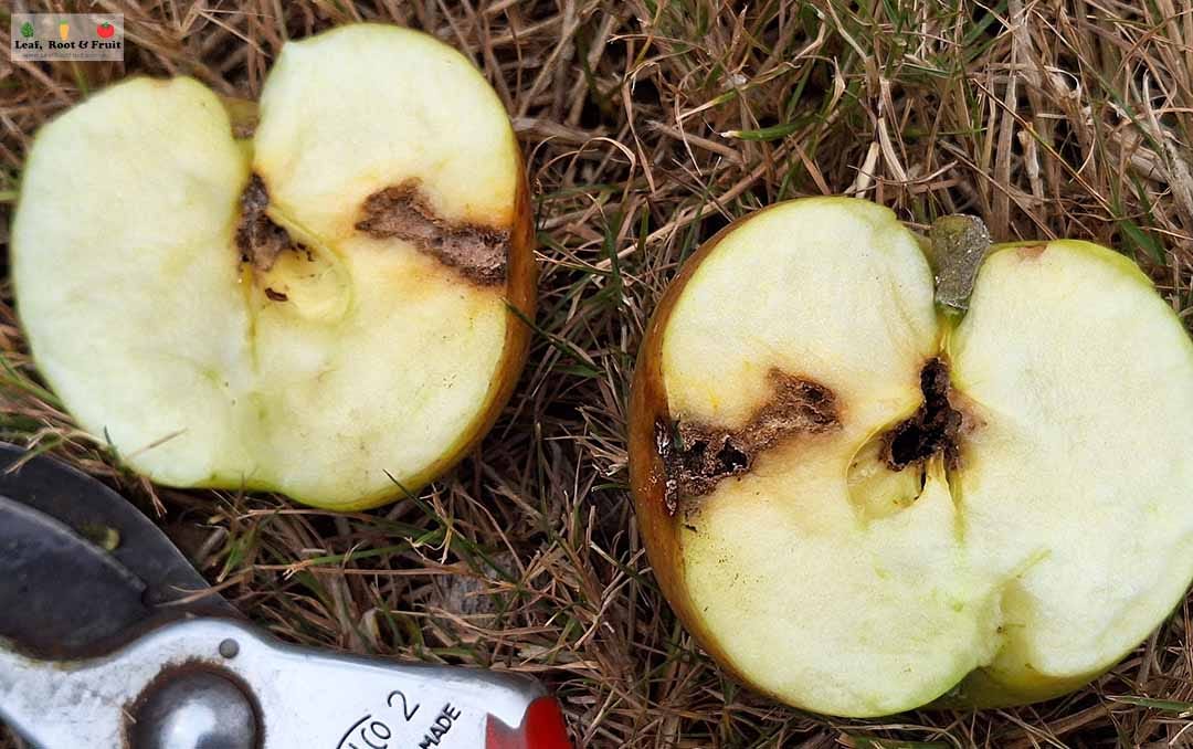 March 2024 Planting Guide and Garden Update