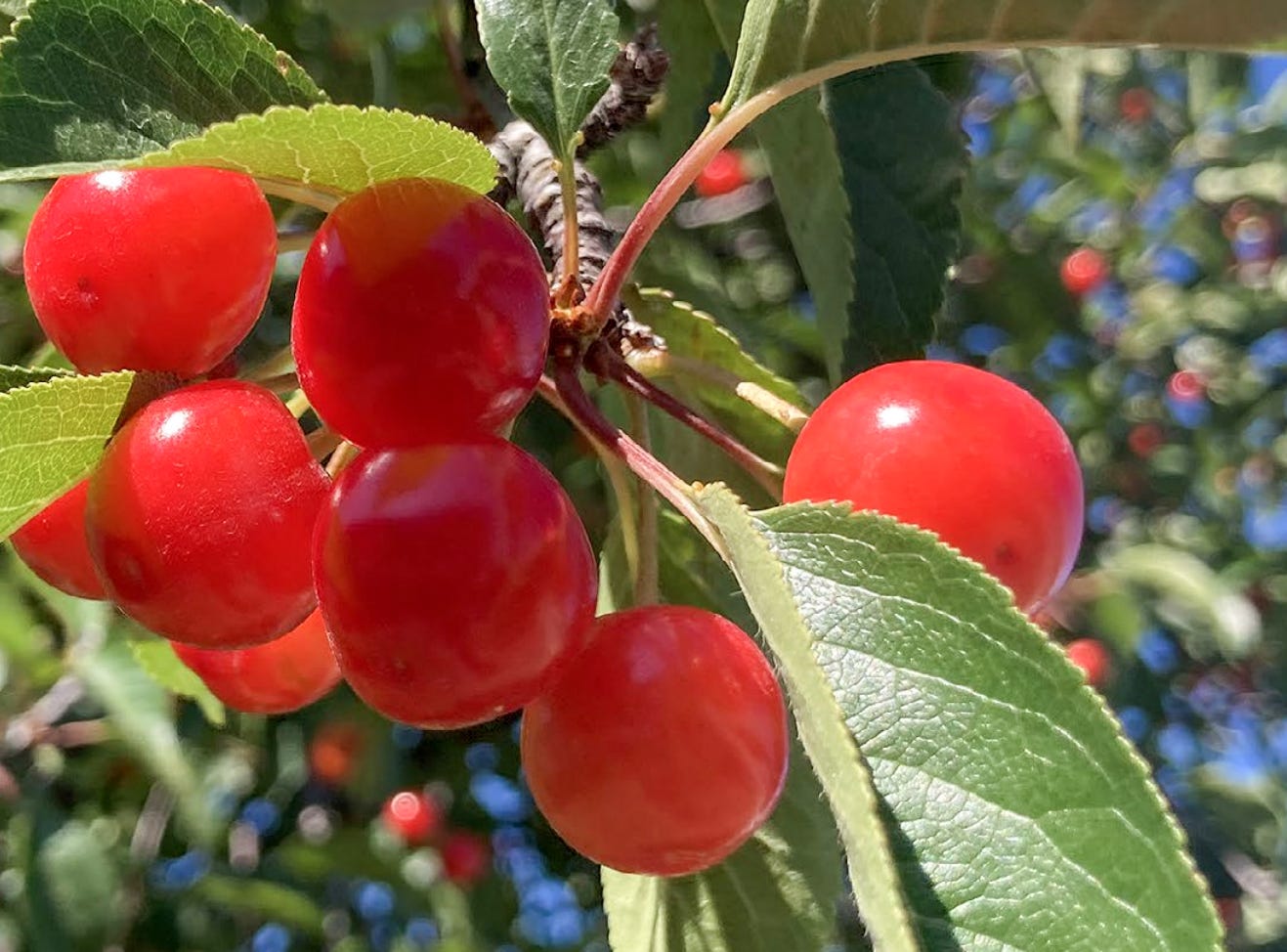 Climate Change and Michigan's Cherries