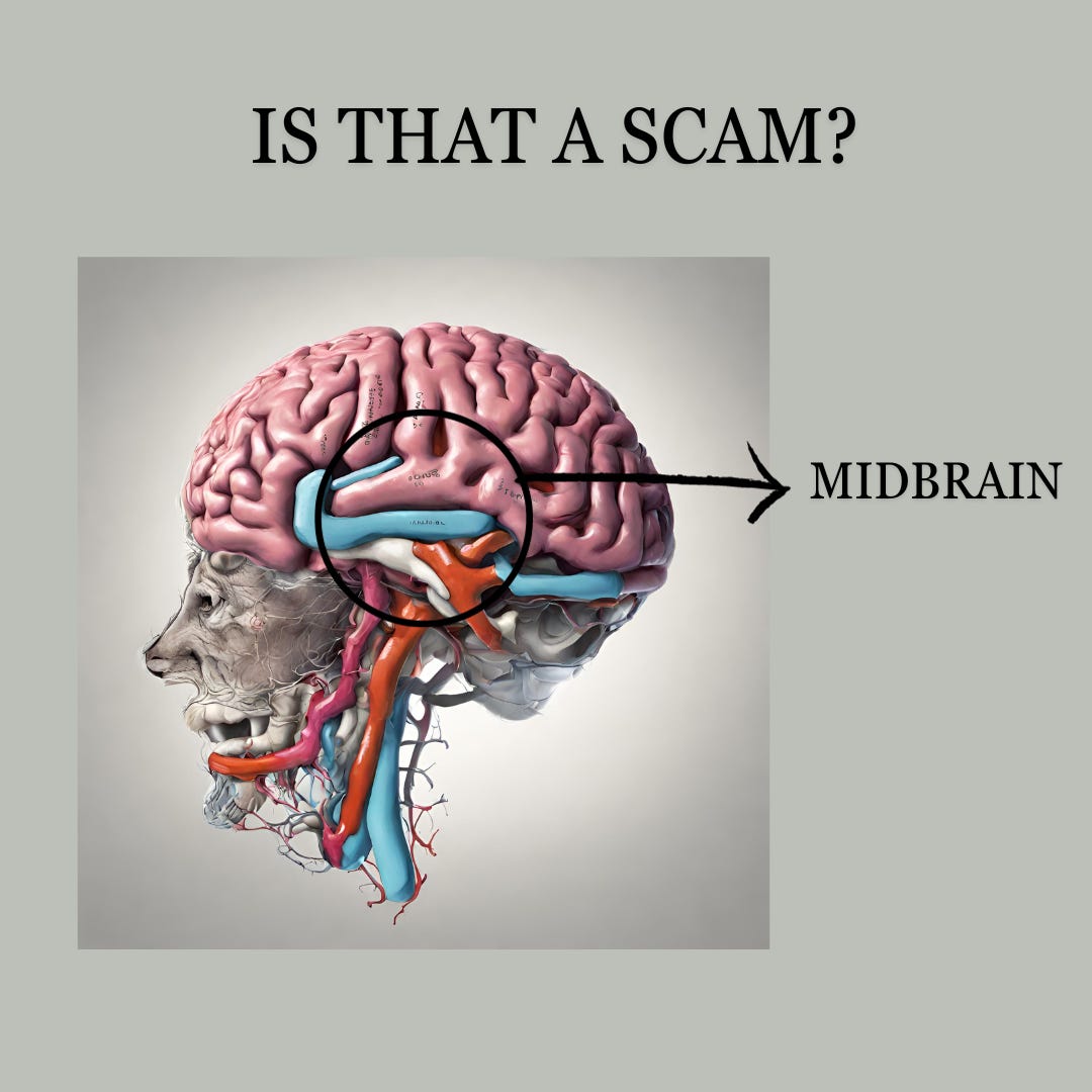 MIDBRAIN ACTIVATION by Srimathi Navanithi